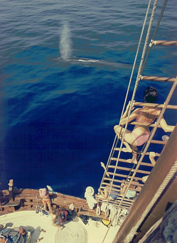 resoplido babor verdera