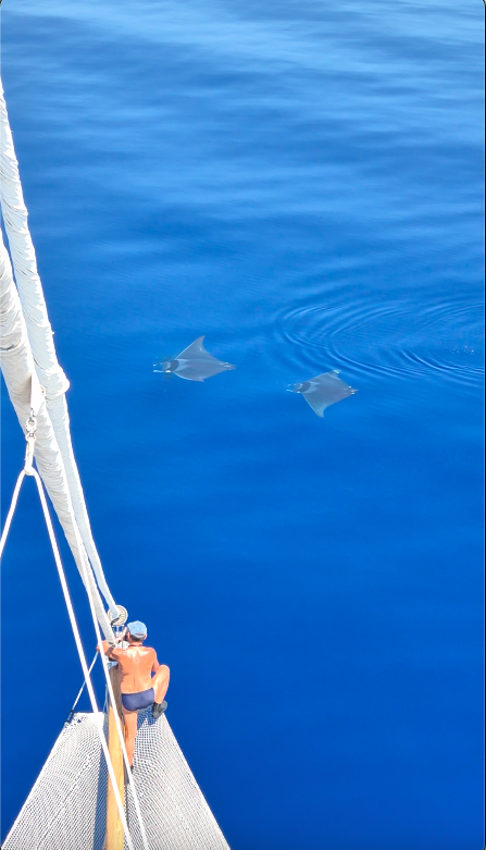 Striped Dolphin